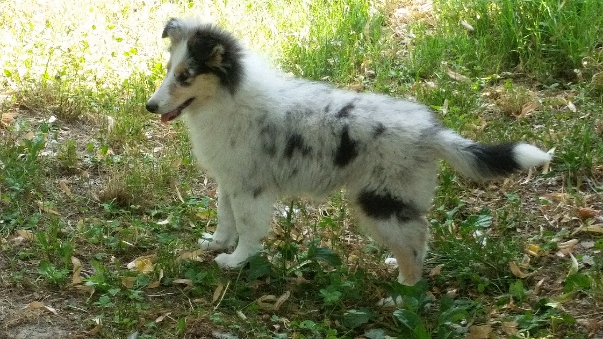 misty della casa dei collies
